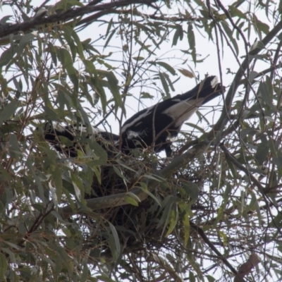 Gymnorhina tibicen (Australian Magpie) at Higgins, ACT - 21 Sep 2017 by AlisonMilton