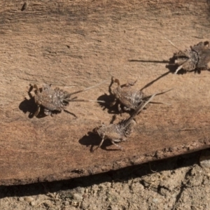 Platybrachys sp. (genus) at Higgins, ACT - 23 Sep 2017 11:51 AM