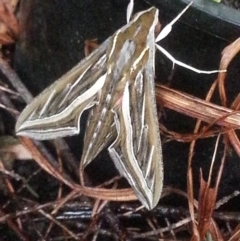 Hippotion celerio (Vine Hawk Moth) at Watson, ACT - 10 Mar 2017 by MPW