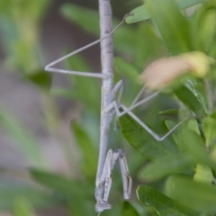 Archimantis sp. (genus) at Higgins, ACT - 22 Sep 2017