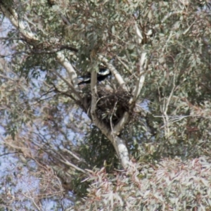 Gymnorhina tibicen at Hawker, ACT - 23 Sep 2017 09:45 AM