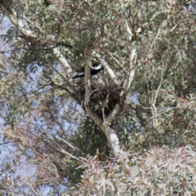 Gymnorhina tibicen (Australian Magpie) at Hawker, ACT - 22 Sep 2017 by AlisonMilton