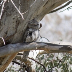 Podargus strigoides (Tawny Frogmouth) at Hawker, ACT - 22 Sep 2017 by Alison Milton