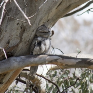 Podargus strigoides at Hawker, ACT - 23 Sep 2017