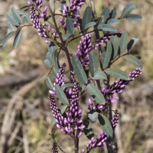 Indigofera australis subsp. australis at Dunlop, ACT - 23 Sep 2017 10:34 AM