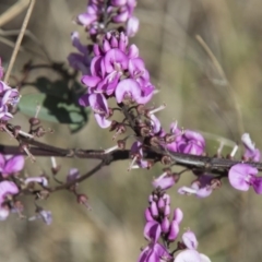 Indigofera australis subsp. australis at Dunlop, ACT - 23 Sep 2017