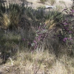 Indigofera australis subsp. australis at Dunlop, ACT - 23 Sep 2017 10:34 AM