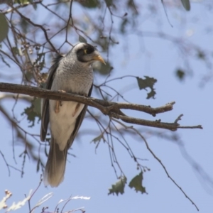 Manorina melanocephala at Hawker, ACT - 23 Sep 2017