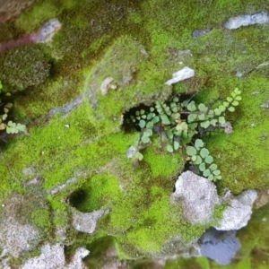 Asplenium trichomanes at Karabar, NSW - suppressed