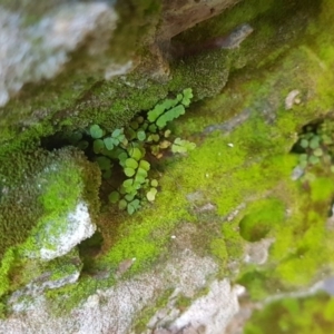 Asplenium trichomanes at Karabar, NSW - suppressed