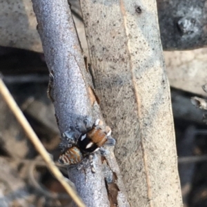 Maratus plumosus at Hawker, ACT - 23 Sep 2017