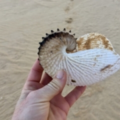 Argonauta nodosus (Paper nautilus) at Wallagoot, NSW - 31 Aug 2017 by ncha385