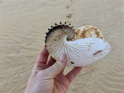 Argonauta nodosus (Paper nautilus) at Wallagoot, NSW - 30 Aug 2017 by ncha385