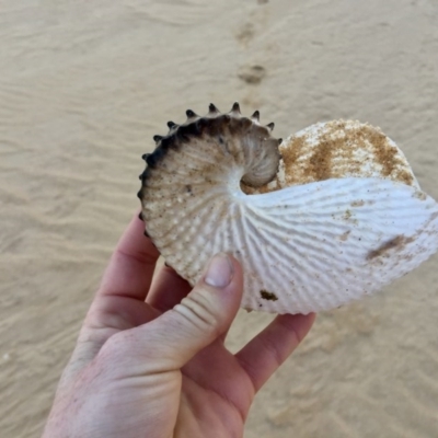 Argonauta nodosus (Paper nautilus) at Wallagoot, NSW - 31 Aug 2017 by ncha385