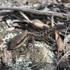 Diplodactylus vittatus (Eastern Stone Gecko) at Goorooyarroo NR (ACT) - 24 Sep 2017 by JasonC