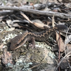 Diplodactylus vittatus at Goorooyarroo NR (ACT) - suppressed