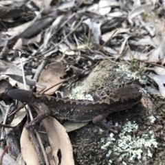 Diplodactylus vittatus at Goorooyarroo NR (ACT) - suppressed