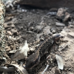 Diplodactylus vittatus at Goorooyarroo NR (ACT) - suppressed