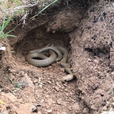 Pseudonaja textilis (Eastern Brown Snake) at Goorooyarroo NR (ACT) - 24 Sep 2017 by JasonC
