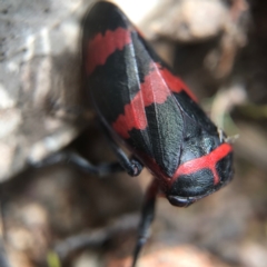 Eurymelops rubrovittata (Red-lined Leaf Hopper) at Watson, ACT - 24 Sep 2017 by AaronClausen