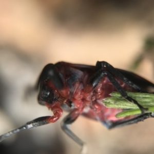 Eurymelops rubrovittata at Watson, ACT - 24 Sep 2017 11:11 AM