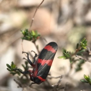 Eurymelops rubrovittata at Watson, ACT - 24 Sep 2017 11:11 AM