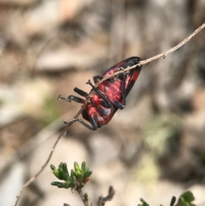 Eurymelops rubrovittata at Watson, ACT - 24 Sep 2017 11:11 AM