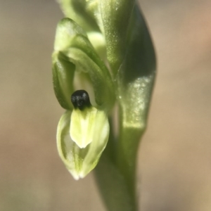 Hymenochilus bicolor (ACT) = Pterostylis bicolor (NSW) at Majura, ACT - 24 Sep 2017