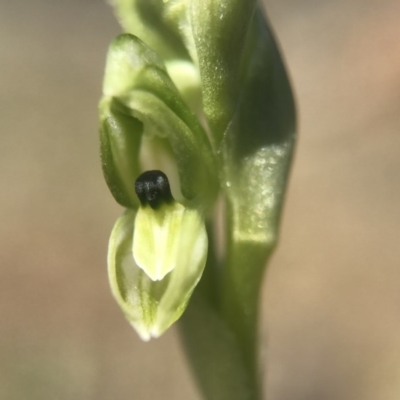 Hymenochilus bicolor (ACT) = Pterostylis bicolor (NSW) (Black-tip Greenhood) at Majura, ACT - 24 Sep 2017 by AaronClausen