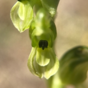 Hymenochilus bicolor (ACT) = Pterostylis bicolor (NSW) at Majura, ACT - 24 Sep 2017