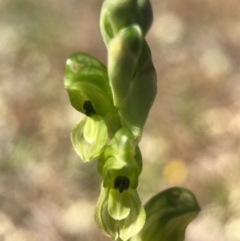 Hymenochilus bicolor (ACT) = Pterostylis bicolor (NSW) at Majura, ACT - 24 Sep 2017