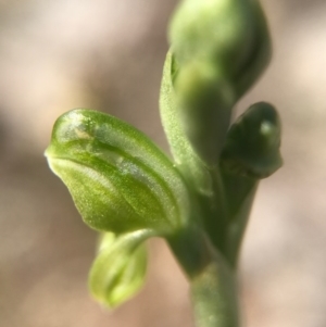 Hymenochilus bicolor (ACT) = Pterostylis bicolor (NSW) at Majura, ACT - 24 Sep 2017