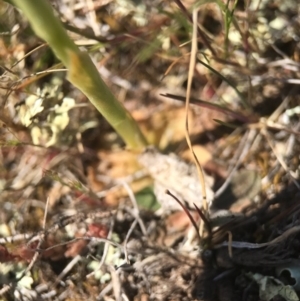 Hymenochilus bicolor (ACT) = Pterostylis bicolor (NSW) at Majura, ACT - 24 Sep 2017