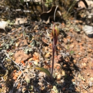 Caladenia actensis at suppressed - 24 Sep 2017