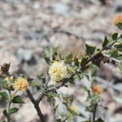 Acacia gunnii (Ploughshare Wattle) at Farrer Ridge - 24 Sep 2017 by Mike