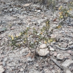 Acacia gunnii at Farrer, ACT - 24 Sep 2017 12:45 PM