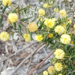 Acacia ulicifolia (Prickly Moses) at Farrer Ridge - 24 Sep 2017 by Mike