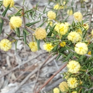 Acacia ulicifolia at Farrer, ACT - 24 Sep 2017 12:49 PM