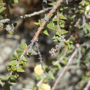 Acacia gunnii at Farrer, ACT - 24 Sep 2017