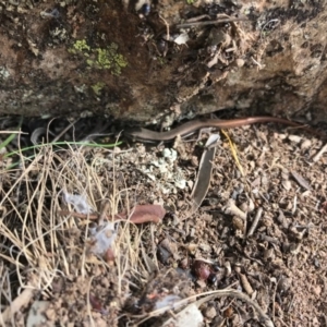 Morethia boulengeri at Goorooyarroo NR (ACT) - 24 Sep 2017