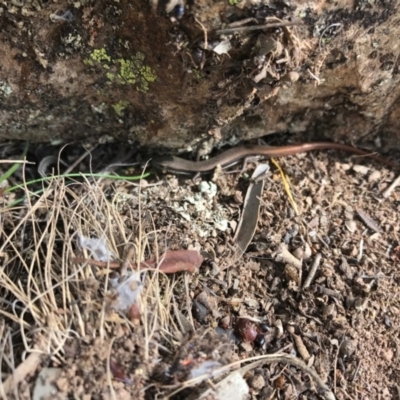 Morethia boulengeri (Boulenger's Skink) at Goorooyarroo NR (ACT) - 24 Sep 2017 by JasonC