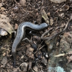 Morethia boulengeri (Boulenger's Skink) at Goorooyarroo NR (ACT) - 24 Sep 2017 by JasonC