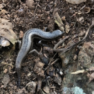 Morethia boulengeri (Boulenger's Skink) at Goorooyarroo NR (ACT) - 24 Sep 2017 by JasonC