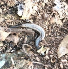 Morethia boulengeri at Goorooyarroo NR (ACT) - 24 Sep 2017 01:50 PM