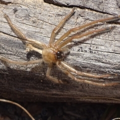 Delena cancerides (Social huntsman spider) at Cuumbeun Nature Reserve - 23 Sep 2017 by roymcd