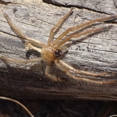 Delena cancerides (Social huntsman spider) at Carwoola, NSW - 23 Sep 2017 by roymcd