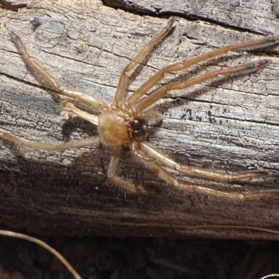 Delena cancerides (Social huntsman spider) at QPRC LGA - 23 Sep 2017 by roymcd