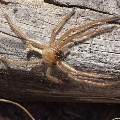 Delena cancerides (Social huntsman spider) at Cuumbeun Nature Reserve - 23 Sep 2017 by roymcd