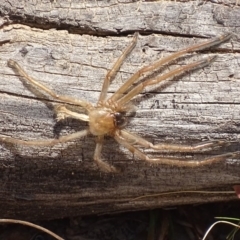 Delena cancerides at Carwoola, NSW - 23 Sep 2017 01:17 PM