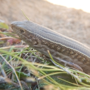 Ctenotus robustus at Stromlo, ACT - 24 Sep 2017 01:10 PM